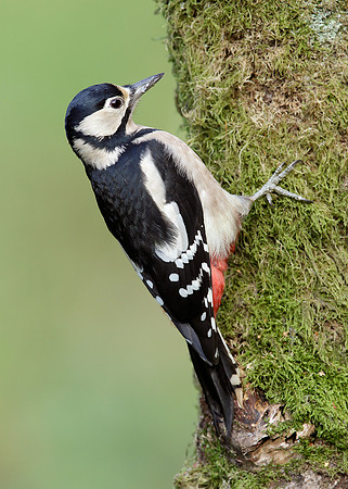Great Spotted Woodpecker Dendrocopus major