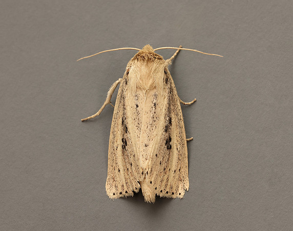 73.151 BF2373 Webb's Wainscot Globia sparganii