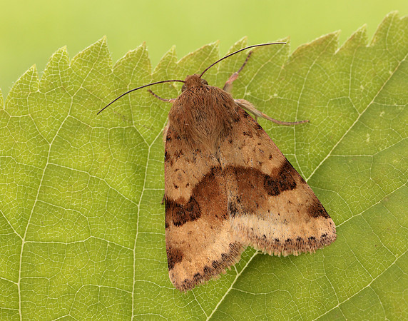 73.072 BF2401 Marbled Clover Heliothis viriplaca