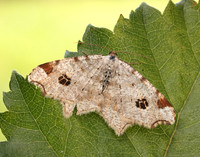 70.211 BF1889 Peacock Moth Macaria notata