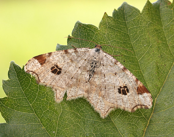70.211 BF1889 Peacock Moth Macaria notata