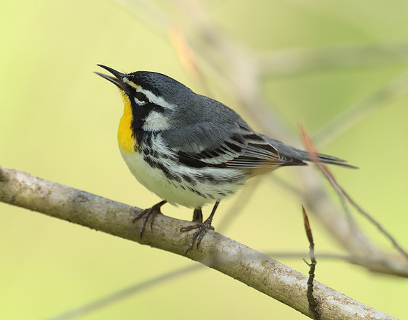 Yellow-throated Warbler  Setophaga dominica