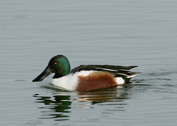 Shoveler Anas clypeata