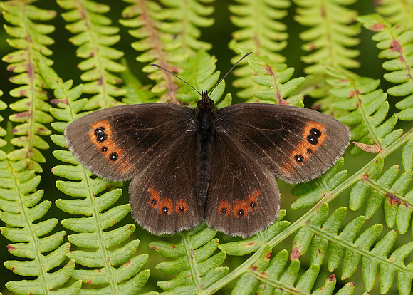 Scotch Argus Erebia aethiops