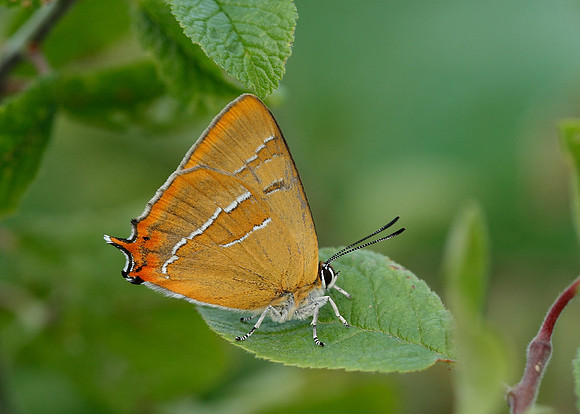 Brown Hairstreak Thecla betulae