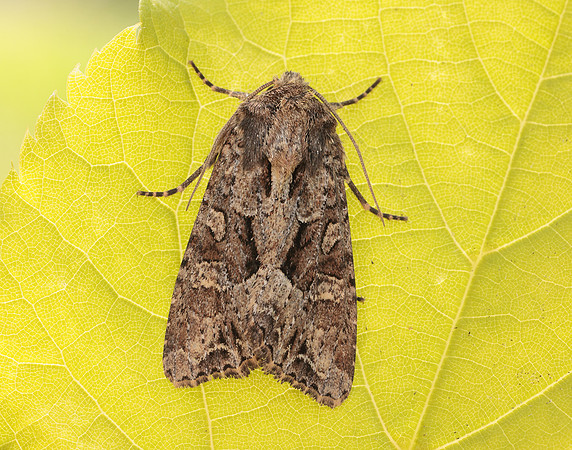 73.154 BF2330 Dusky Brocade Apamea remissa