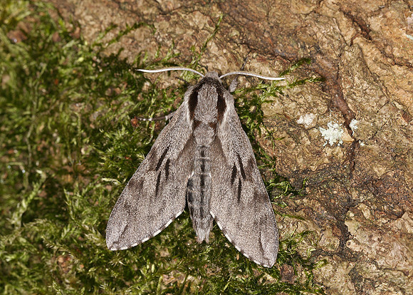 69.007 BF1978 Pine Hawk-moth Hyloicus pinastri