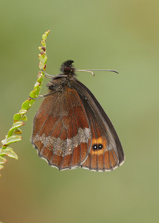 Scotch Argus Erebia aethiops
