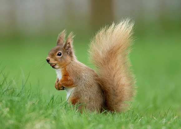 Red Squirrel Sciurus vulgaris