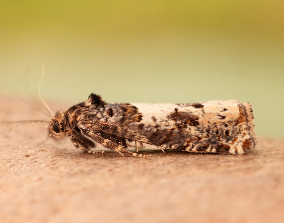 49.285 BF1184 Epiblema scutulana