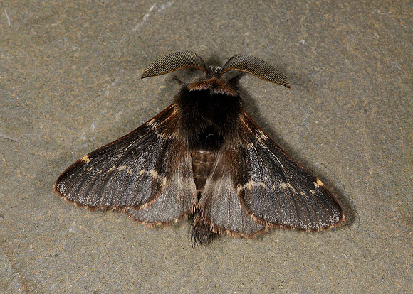 66.001 BF1631 December Moth Poecilocampa populi