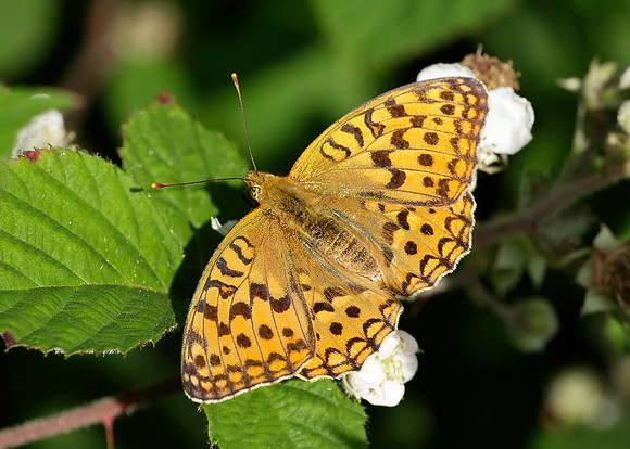 High Brown Fritillary Argynnis adippe
