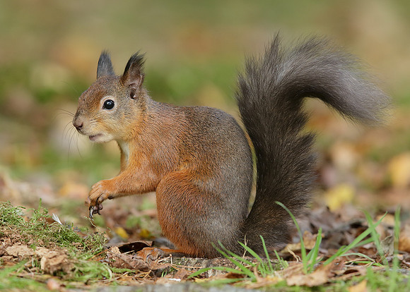 Red Squirrel Sciurus vulgaris