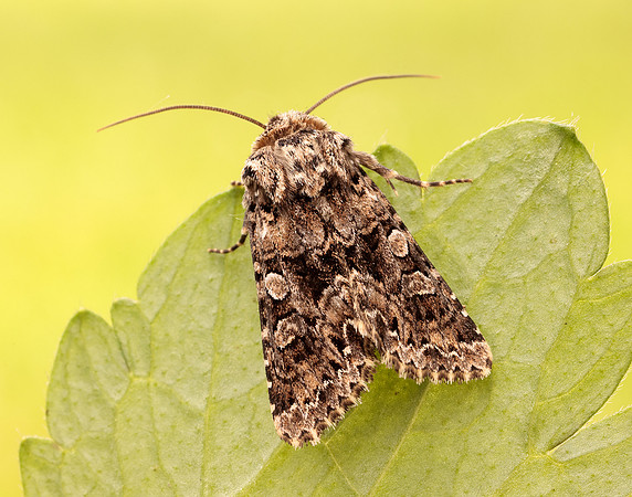 73.286 BF2167 Tawny Shears Hadena perplexa