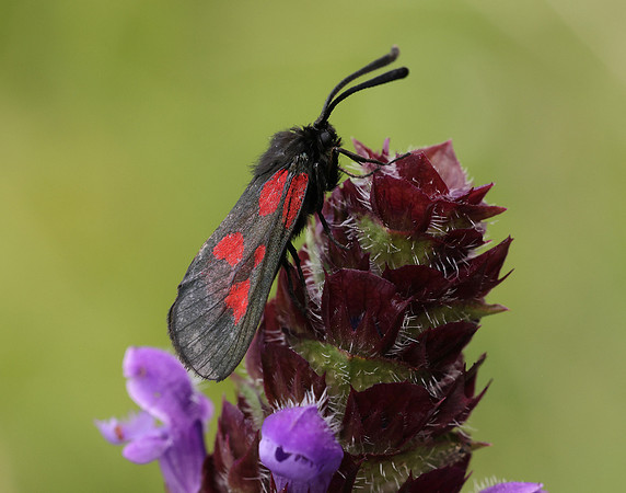 54.007 BF168 New Forest Burnet Zygaena viciae