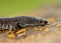 Great Crested Newt Triturus cristatus;