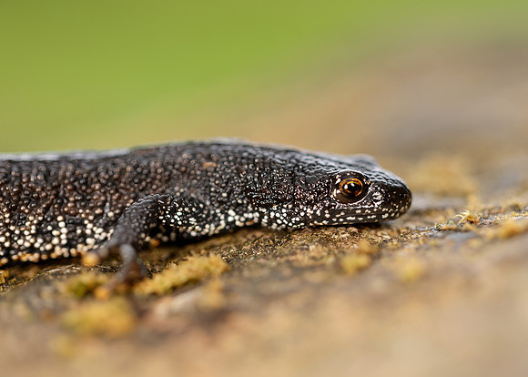 Great Crested Newt Triturus cristatus;