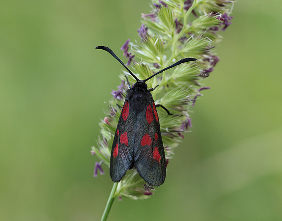 54.007 BF168 New Forest Burnet Zygaena viciae