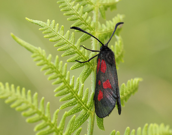 54.007 BF168 New Forest Burnet Zygaena viciae
