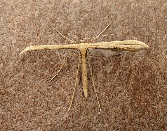 45.044 BF1524 Common Plume Emmelina monodactyla