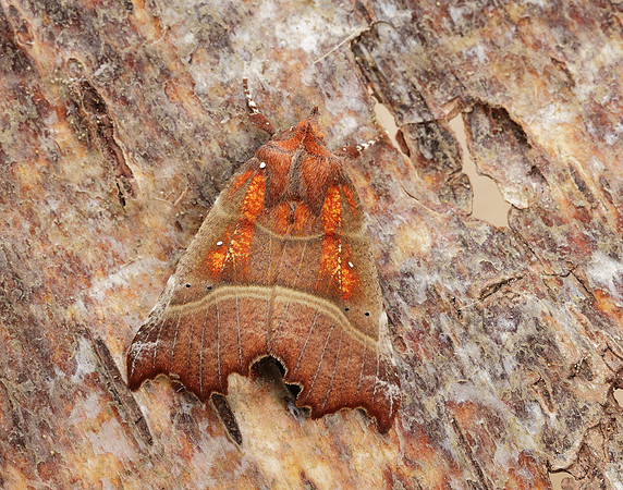 72.001 BF2469 Herald Scoliopteryx libatrix