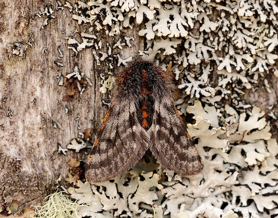 70.249 BF1929 Rannoch Brindled Beauty Lycia lapponaria