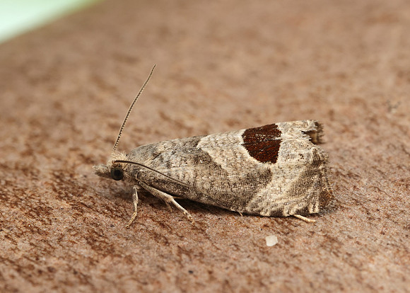 49.294 BF1175 Bramble Shoot Moth Notocelia uddmanniana