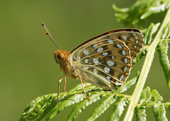 Dark Green fritillary Argynnis aglaja