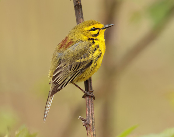 Prairie Warbler Setophaga discolor