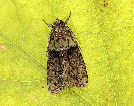 73.082 BF2292 Tree-lichen Beauty Cryphia algae