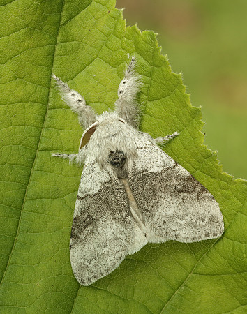 72.015 BF2028 Pale Tussock Calliteara pudibunda