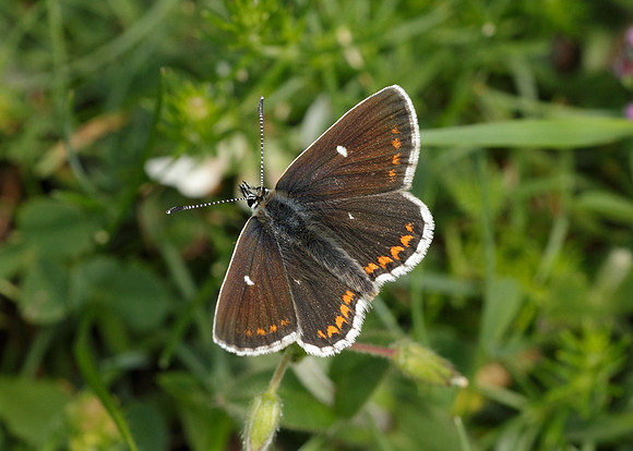 Northern Brown Argus Aricia artaxerxes artaxerxes