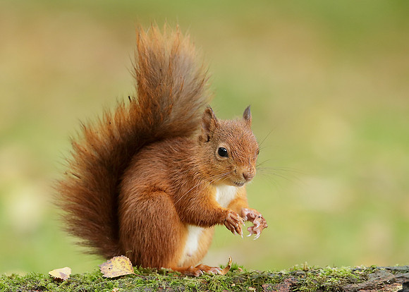 Red Squirrel Sciurus vulgaris