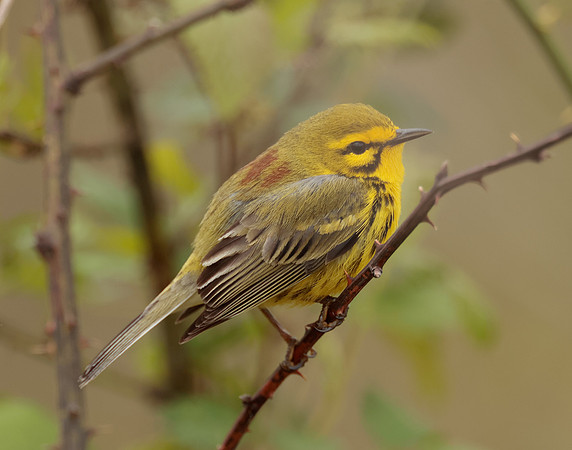 Prairie Warbler Setophaga discolor