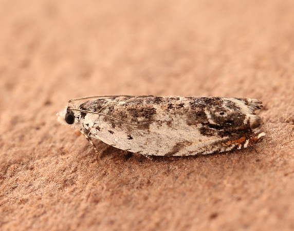 49.203 BF1123 Ancylis laetana