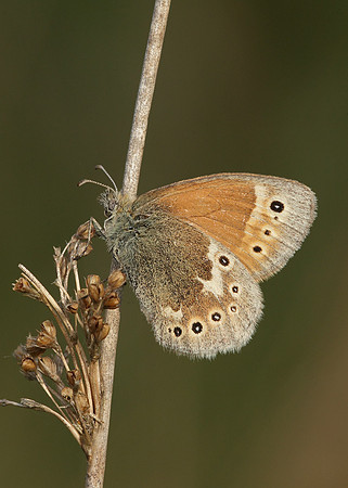 Large Heath Coenonympha tullia