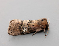 65.010 BF1654 Figure of Eighty Tethea ocularis