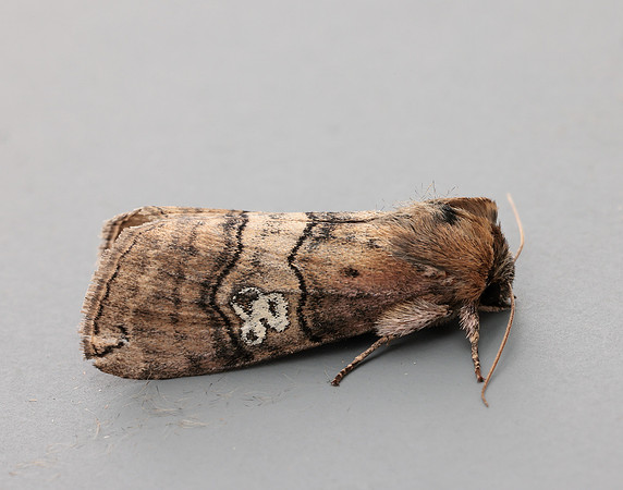 65.010 BF1654 Figure of Eighty Tethea ocularis