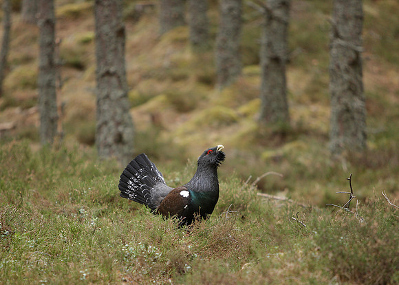 Capercaillie Tetrao urogallus