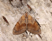 70.077 BF1767 Pine Carpet Pennithera firmata