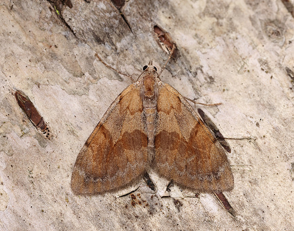 70.077 BF1767 Pine Carpet Pennithera firmata