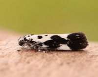 33.002 BF719 Ethmia quadrillella