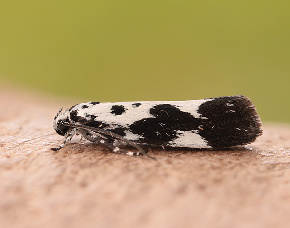 33.002 BF719 Ethmia quadrillella