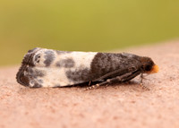 49.292 BF1174 Notocelia cynosbatella