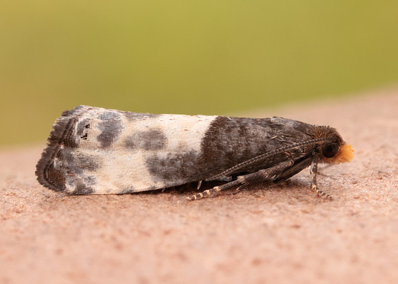 49.292 BF1174 Notocelia cynosbatella