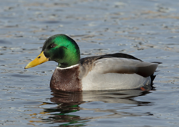 Mallard Anas platyrhynchos