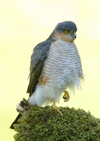 Sparrowhawk Accipiter nisus