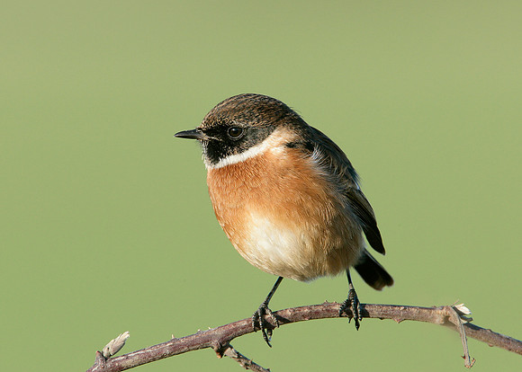 Stonechat Saxicola torquatus