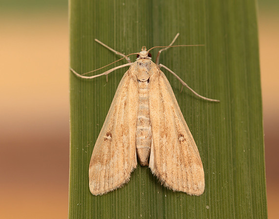 63.117 BF1348 Ringed China-mark Parapoynx stratiotata