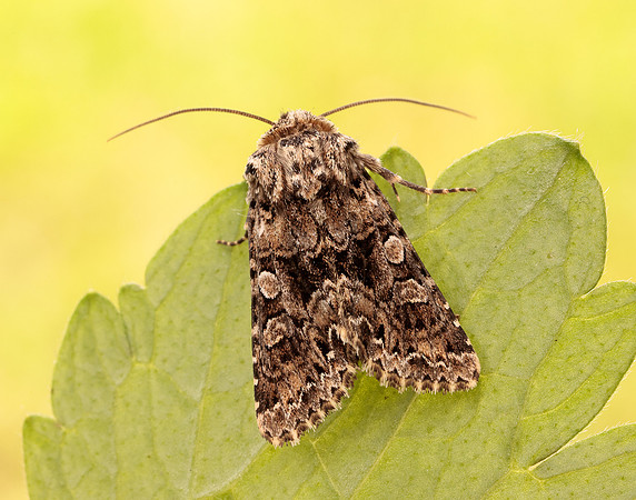 73.286 BF2167 Tawny Shears Hadena perplexa